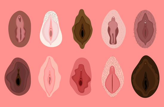 Vad är en vulva?
